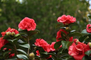 山茶花怎么养